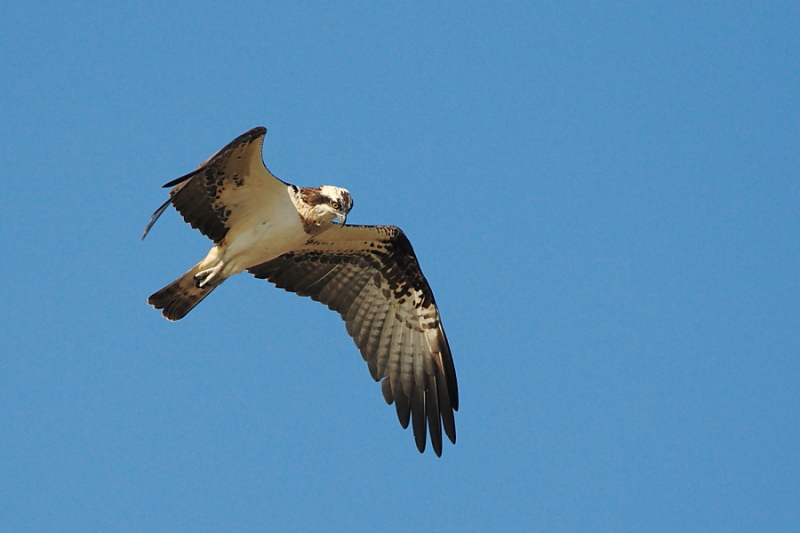 Falco pescatore